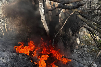 Bursa'da çıkan çalı yangını büyümeden söndürüldü