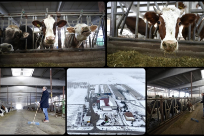 Depremlerde hayvanları telef olan besici işletmesini devlet desteğiyle ayakta tuttu