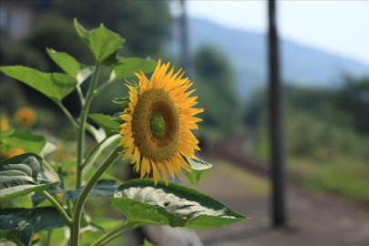 Yerli ayçiçeği tohumunda devlet desteği dışa bağımlılığı büyük ölçüde sonlandırdı