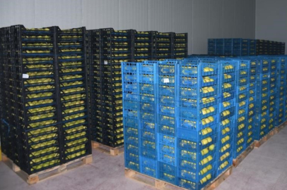 Kestel'e 400 milyon liralık dev meyve tesisi kuruluyor