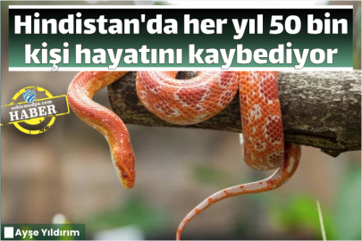 Hindistan'da her yıl 50 bin kişi hayatını kaybediyor