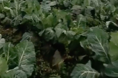 Bursa'da sağanak yağış tarımı vurdu