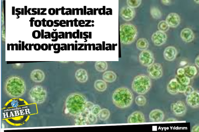 Işıksız ortamlarda fotosentez: Olağandışı mikroorganizmalar