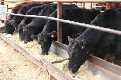 Kilisli üretici devlet desteğiyle sürüsünü büyüttü