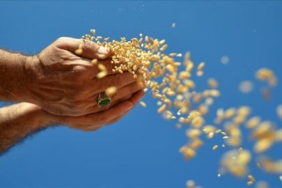 Türkiye'nin hububat, bakliyat, yağlı tohumlar ihracatı ocak ayında 1 milyar dolara yaklaştı