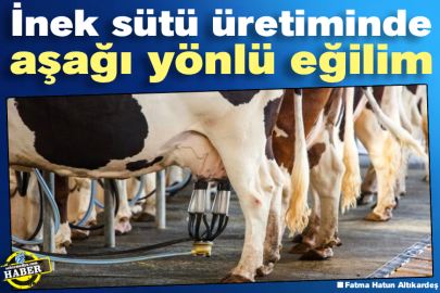  İnek sütü üretiminde aşağı yönlü eğilim