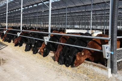 Et ve Süt Kurumundan besilik hayvanların teslimat süreçlerine ilişkin açıklama