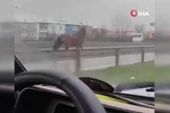 Bursa'da başıboş at trafikte tehlike saçtı