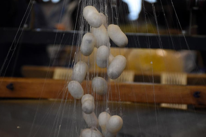 İpekböcekçiliği sektörü koza üretiminde çıtayı yükseltti