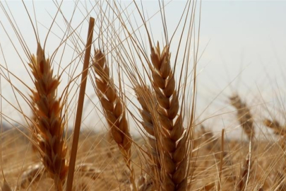 TMO, kuruma ait ekmeklik ve makarnalık buğdayı TÜRİB üzerinden günlük satışa açtı