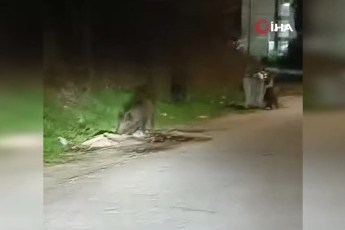 Bursa'da aç kalan domuz sürüsü şehre indi