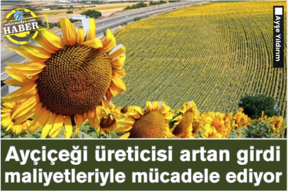 Ayçiçeği üreticisi artan girdi maliyetleriyle mücadele ediyor