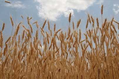 İlkbahar yağışları buğday ve arpa rekoltesinde belirleyici olacak