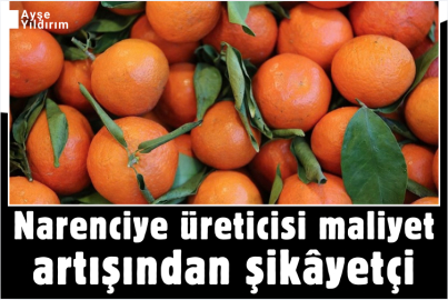 Narenciye üreticisi maliyet artışından şikâyetçi