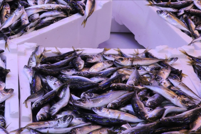 İstanbul'da ocak ayında istavrit hamsiden tahtını aldı