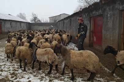 Muş'ta devlet desteğiyle hayvancılık gelişiyor