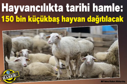 Hayvancılıkta tarihi hamle: 150 bin Küçükbaş hayvan dağıtılacak