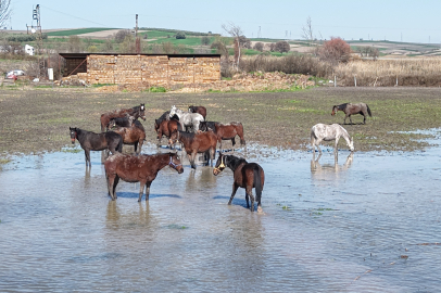 Uluabat Gölü taşınca tavlalar su altında kaldı