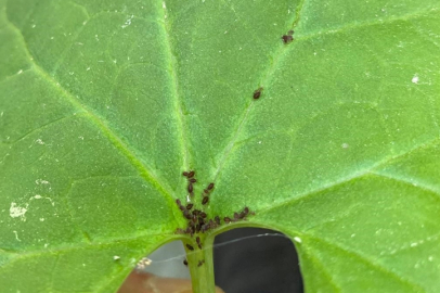 Kaz Dağları'nda yeni bir böcek türü keşfedildi