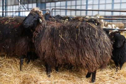 Nesli tükenme tehlikesi altındaki koyun ırkı Konya'daki enstitüde korunuyor