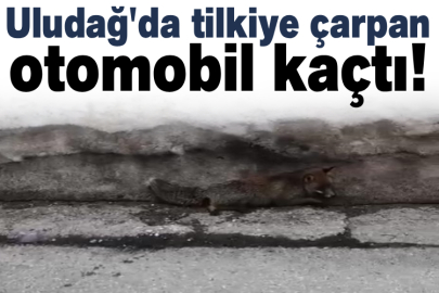 Uludağ'da tilkiye çarpan otomobil kaçtı!