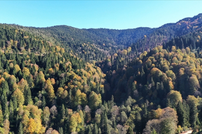 Ormanların bakımı ve gençleştirilmesine geçen yıl 2,3 milyar lira harcandı