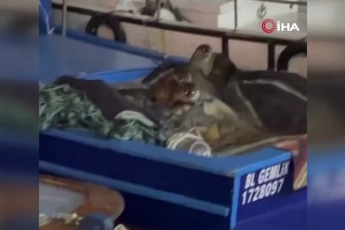 Yiyecek arayan su Samuru ailesi Gemlik’te tekneye sığındı