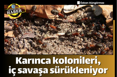 Karınca kolonileri, iç savaşa sürükleniyor