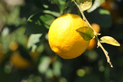 Limonda gümrük vergisi yeniden düzenlendi