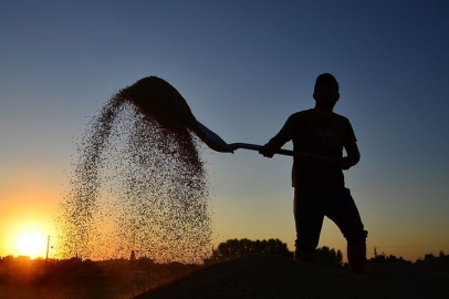 Çiftçilere yaklaşık 10,7 milyar liralık tarımsal destekleme ödemesi bugün yapılacak