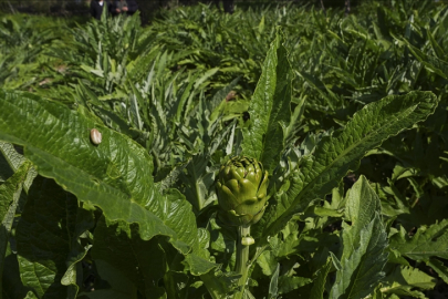 Enginar verimi ocak ve şubat yağışlarıyla arttı