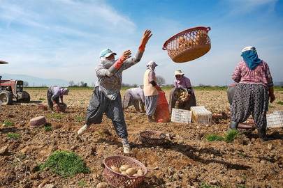 Patates deposu Ödemiş'te hasat ve ekim bir arada