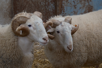 Türkiye'nin en değerli koçları rekor fiyatlara satılıyor