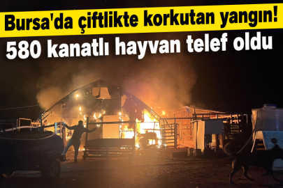 Bursa'da çiftlikte yangın: 580 kanatlı hayvan telef oldu