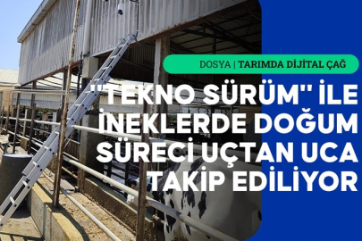 Yapay zeka destekli yerli sistem, buzağı doğumlarında yaşanan kayıpları azaltmayı hedefliyor