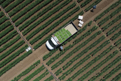 Tarımsal girdi fiyat endeksi ocakta yıllık bazda yüzde 30,59, aylık yüzde 3,86 arttı