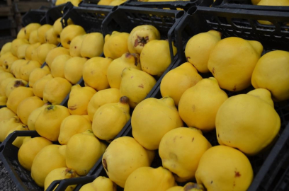 Ayvayı yiyemedik...Kilosu 300 lira