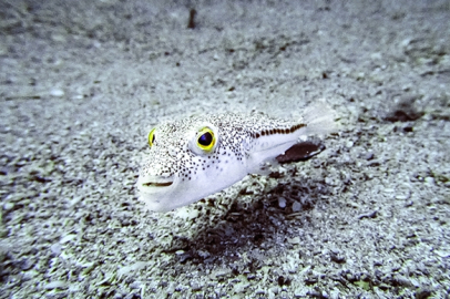 İstilacı türlerle mücadelede yeni düzenlemeler devreye alınıyor