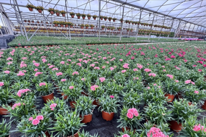 Süs bitkileri üreticilerinden kurakçıl peyzajda "sözleşmeli üretim modeli" talebi