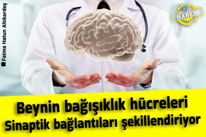 Beynin bağışıklık hücreleri Sinaptik bağlantıları şekillendiriyor
