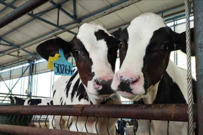 Büyükbaşta doğum oranını yüzde 30 artıran yerli üretim eksper pipet kitinde hedef küresel pazar