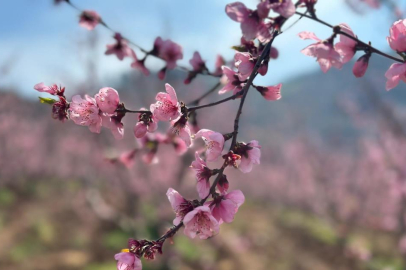 Yangının izleri arasında kalan şeftali bahçeleri baharı karşıladı