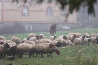İsrail'in, Suriye'nin güneyindeki ihlalleri bölgede tarım ve hayvancılığı vurdu