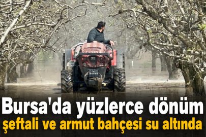 Bursa'da yüzlerce dönüm şeftali ve armut bahçesi su altında