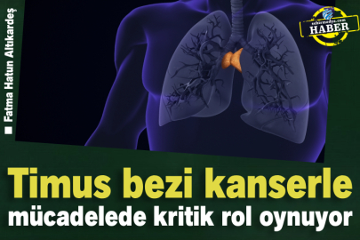 Timus bezi kanserle mücadelede kritik rol oynuyor