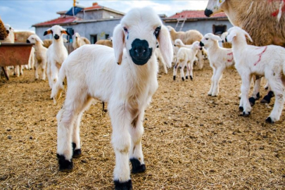 10 soruda Kırsalda Bereket Küçükbaşa Destek Projesi
