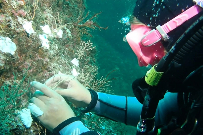 Bakan Kurum'dan Marmara Denizi'nde mercan popülasyonu artıracak projeye ilişkin paylaşım: Doğayı mercanlarla onarıyoruz
