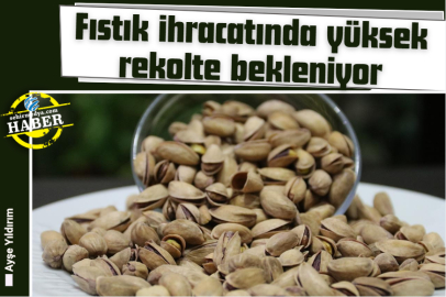 Fıstık ihracatında yüksek rekolte bekleniyor