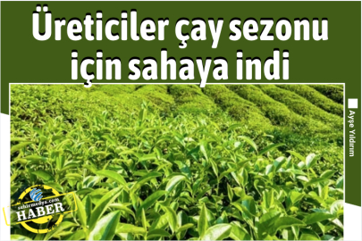 Üreticiler çay sezonu için sahaya indi