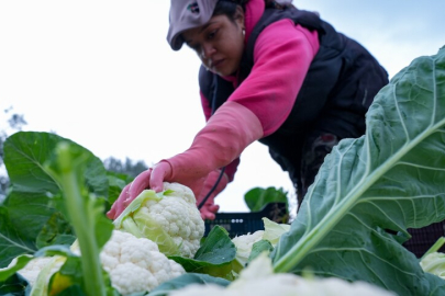 Çiftçilere 19,5 milyar lira tarımsal destekleme ödemesi bugün yapılacak